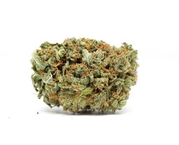 Cannatonic Strain 1 Haute Health Cannatonic 9 dollar grams quads 1