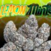 Jungle Boys Lemon Mints