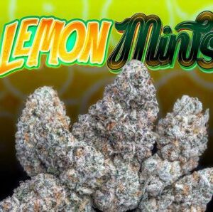 Jungle Boys Lemon Mints