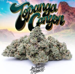 Jungle Boys Topanga Canyon 1 topanga canyon OG 1 1